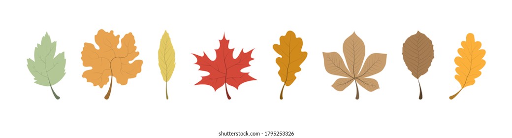Autumn Leaves. Leaves collection. Leaf vector icons, isolated. Template autumn leaves in a row. Vector illustration