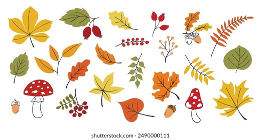 Autumn Leaves Collection. Seasonal elements for design. Hand drawn Maple leaf, fly agaric mushroom, acorn, rosehip. Fallen leaves. Botanical plant floral background. Foliage illustration