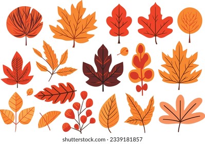 autumn leaves collection, set of leaves, leaves collection