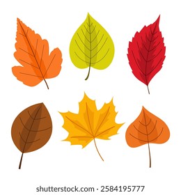 Autumn leaves collection. Set of fall dry leaves. Maple leaf, acorn, berries, spruce branch flat illustration