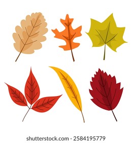 Autumn leaves collection. Set of fall dry leaves. Maple, acorn, berries, spruce branch flat illustration