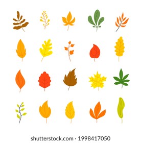 Autumn leaves collection. Tree leaf fall, flat marple yellow orange foliage. Season forest icons, isolated botanical utter vector decorations