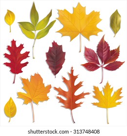 O outono deixa a coleção. Conjunto de vetores. 