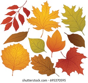 Autumn leaves colorful hand drawn vector illustration