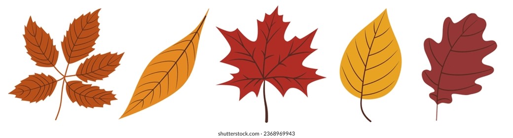 Autumn leaves colorful isolated cutout vector clipart illustration set. Fall season leaves design elements. Tree foilage nature pictogram, logo or icon collection.