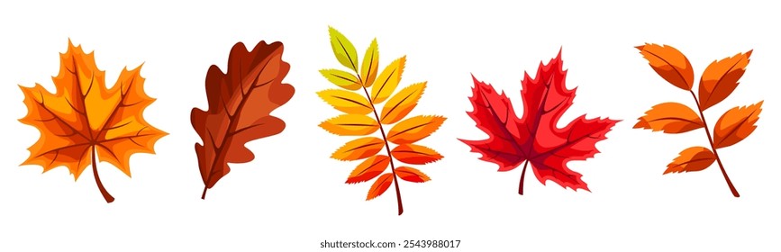 Autumn leaves. Colorful maple, rowan, oak, and ash fall leaves isolated on a white background. Set of vector illustrations. Hand-drawn illustration, not AI
