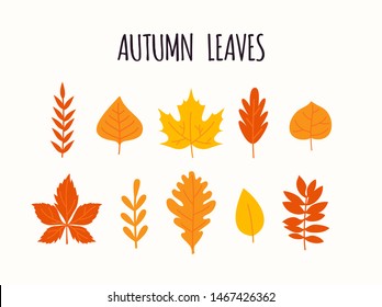 Autumn Leaves. Cute and simple autumn leaves set. Flat leaves. Vector 