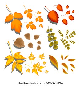Autumn leaves of different shapes and different trees on a white background. A set of brushes of the leaves to work and design in Illustrator. We present examples of execution. Stock vector.