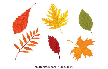 Autumn Leaves of Different Trees Collection, Colorful Bright Fall Foliage Vector Illustration