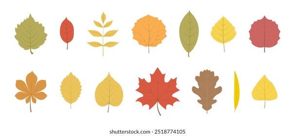 Autumn leaves from different trees isolated on a white background. Set, collection. Red, yellow, orange leaves, design elements in flat style. Vector illustration, icon set.