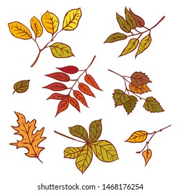 Autumn leaves different trees set september or october leaf fall. Vector outline illustration sketch colourful isolated autumnal herbal branch graphics.