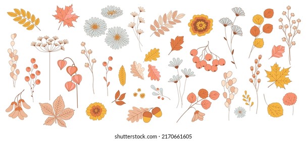 Autumn leaves, dried flowers, seeds and berry. 