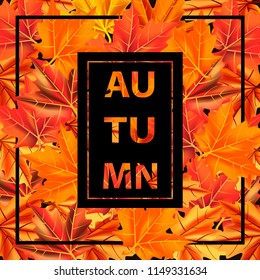autumn leaves fall background