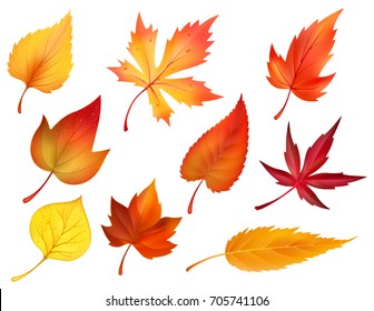 Autumn leaves or fall foliage icons. Vector isolated set of maple, oak or birch and rowan tree leaf. Falling poplar, beech or elm and aspen autumn leaves for seasonal holiday greeting card design