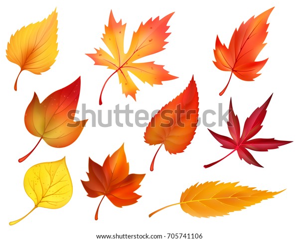 秋の葉や紅葉のアイコン カエデ オーク カバ ローワンの木の葉のベクター画像セット 季節のグリーティングカードデザインのポプラ ブナ ニレ アズベの秋の 葉 のベクター画像素材 ロイヤリティフリー