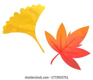 Autumn leaves fall on the ground . Ginkgo and maple leaf