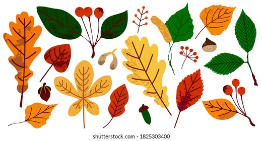 Autumn leaves. Fall orange yellow green foliage. Oak birch apple tree hand drawn elements with stamp texture, modern trendy colorful vector illustration, set of decor botanical objects