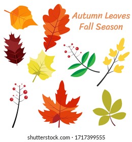 Autumn leaves fall season vector desing maple leave