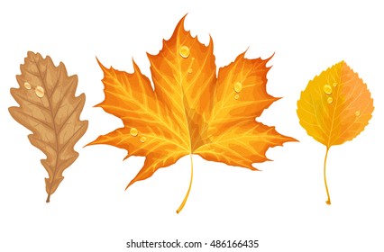 Autumn leaves fall from the trees set. Maple, aspen, oak detailed vector illustration.