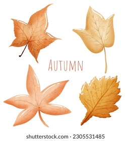 Conjunto aislado de hojas de otoño o iconos vectoriales de caída