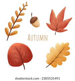 Autumn leaves or fall vector icons isolated set