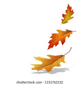 Autumn leaves falling. Colorful oak tree leaves isolated on white background. Vector illustration
