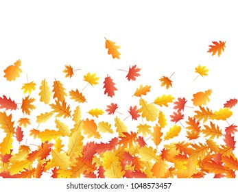 Autumn leaves falling down vector illustration. Red, yellow, orange and brown dry oak and maple tree leaves background autumn pattern on white. Maple foliage and oak tree elements falling and flying.