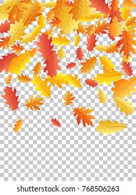Autumn leaves falling down vector illustration. Red, yellow, orange and brown dry oak tree leaves background autumn pattern on transparent background. Foliage decorative thanksgiving background.