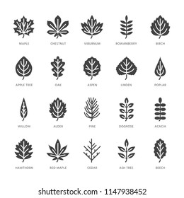 El otoño deja los iconos planos del glifo. Tipos de hojas, rowan, abedules, arce, castaño, roble, pino cedro, liden, rosa guelder. Signos de plantas de naturaleza Sólido píxel perfecto 64x64.