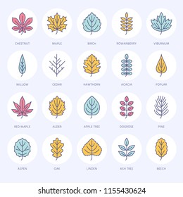 Autumn leaves flat line icons. Leaf types, rowan, birch tree, maple, chestnut, oak, cedar pine, linden,guelder rose Thin vector signs of nature plants