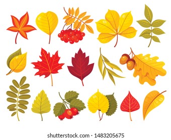 Autumn leaves flat vector illustrations set. Fall nature, forest trees twigs and branches herbarium isolated cliparts pack. Wild berries, dry yellow and orange birth, elm, linden leaf collection