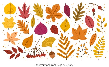 Autumn Leaves and Floral Elements Set Showcases Nature Brilliance With Warm-hued Foliage. Captivating Blend Of Red, Orange, And Gold Leaves, Berries, Acorns Evokes The Fall Cozy Charm. Vector Icons