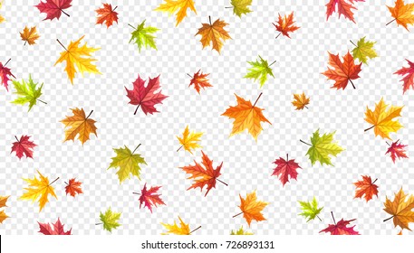 Autumn leaves flying on wind isolated on transparent background. Flalling maple leaves template.