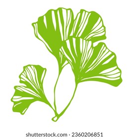 Autumn leaves of ginkgo biloba. Vector graphics.