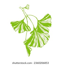 Autumn leaves of ginkgo biloba. Vector graphics.