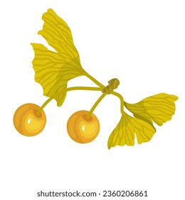 Autumn leaves of ginkgo biloba. Vector graphics.