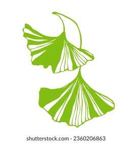 Autumn leaves of ginkgo biloba. Vector graphics.