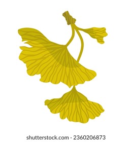 Autumn leaves of ginkgo biloba. Vector graphics.