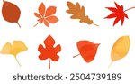 Autumn leaves, ginkgo, maple, leaves, fallen leaves, leaf set, vector illustration