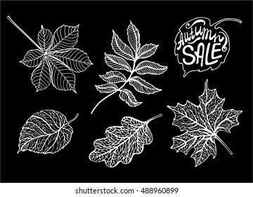 Autumn leaves, hand drawing black and white graphics, lettering Autumn sale