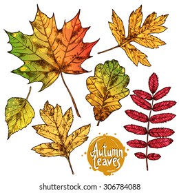 Autumn Leaves. Hand Drawn Color Botanical Illustration