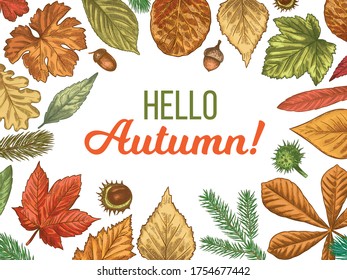 Autumn leaves. Hand drawn different colorful autumn foliage trees in circle, sketch fallen chestnut, maple leaf with acorn and hello autumn for promo poster or banner vector background.