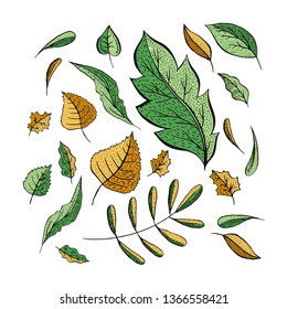 Autumn leaves hand drawn illustrations set. Flying isolated cliparts. Fresh green, autumnal yellow leaf collection. Oak, birch, walnut trees foliage drawings. Greeting card natural design elements