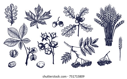 Autumn leaves hand drawn Isolated vector illustration. Organic product for menu or packaging. Engraving. Thanksgiving day