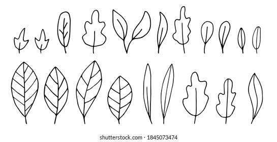 Autumn leaves hand-drawn set. Black and white isolated on white background. Vector illustration 