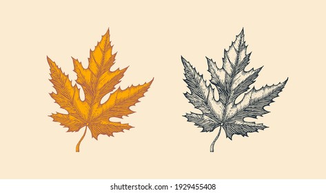 Autumn leaves or herb. Rustic decorative Maple plant. Vector illustration. Engraved hand drawn in vintage sketch. 