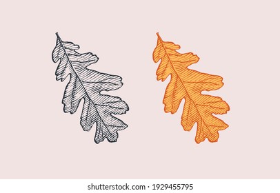 Autumn leaves or herb. Rustic decorative oak plant. Vector illustration. Engraved hand drawn in vintage sketch. 