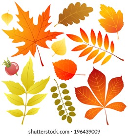 Autumn leaves icons over white background
