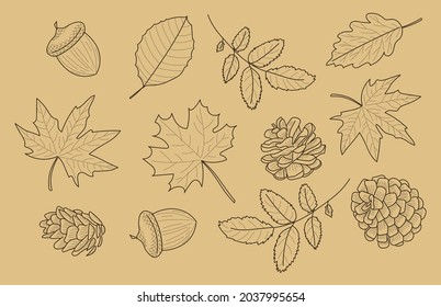 Autumn leaves ink sketch. Hand drawn. Pinecone, acorn, maple, oak,  rowan and linden leaves. Herbarium.
