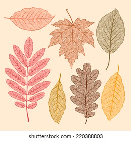 Autumn leaves, isolated dried leaves set, vector illustration. 